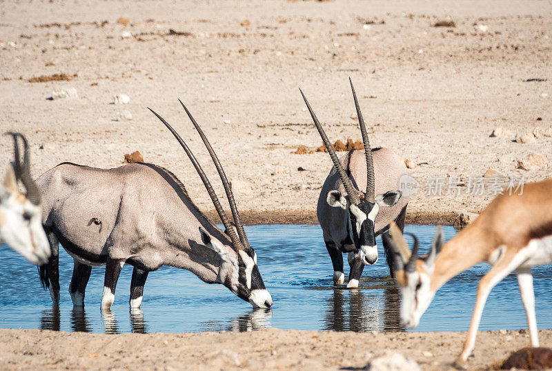 纳米比亚埃托沙国家公园Ozonjuitji M'Bari水潭的Gemsbok。